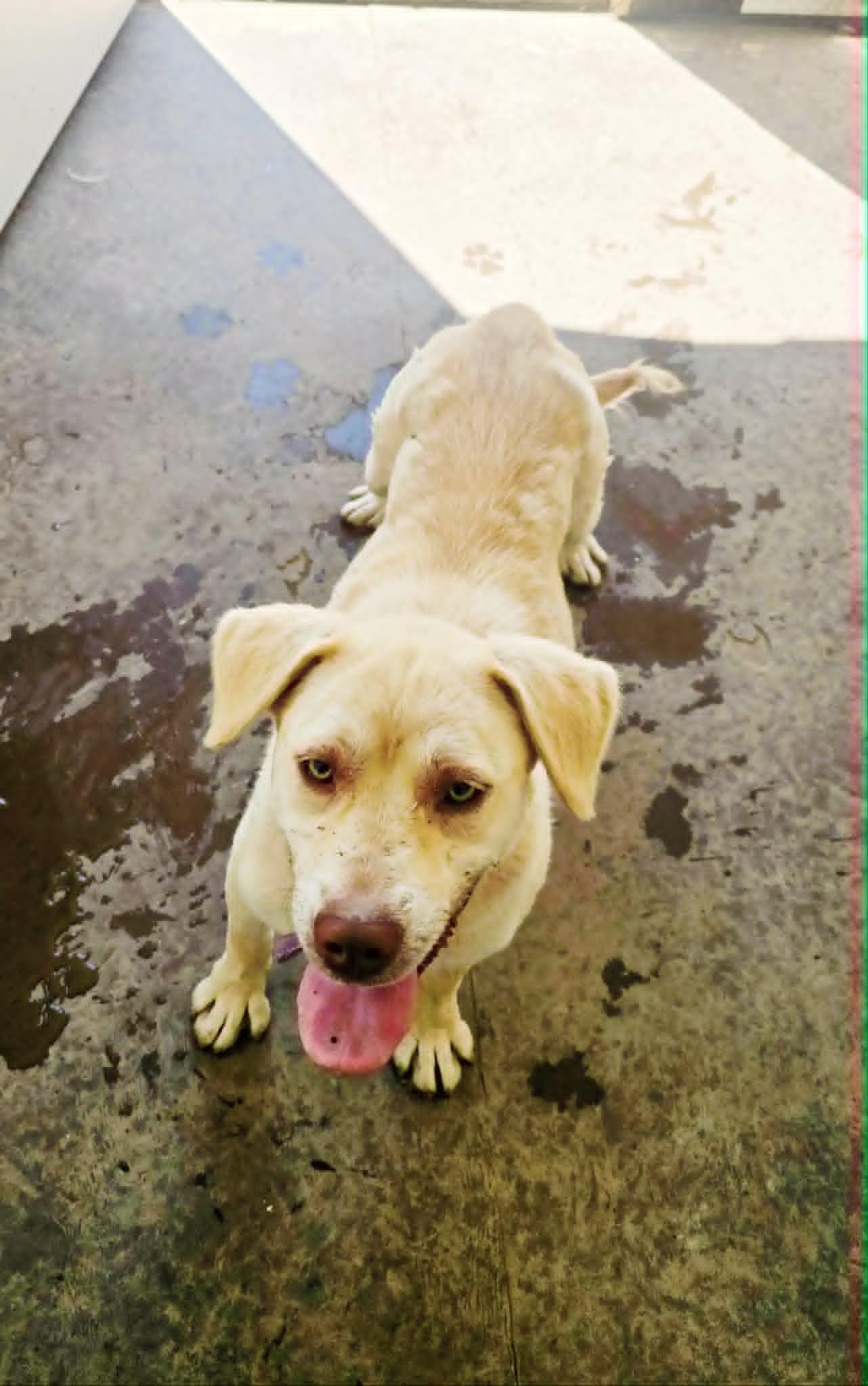 Skye, Adoptable, Young Female Mixed Breed.