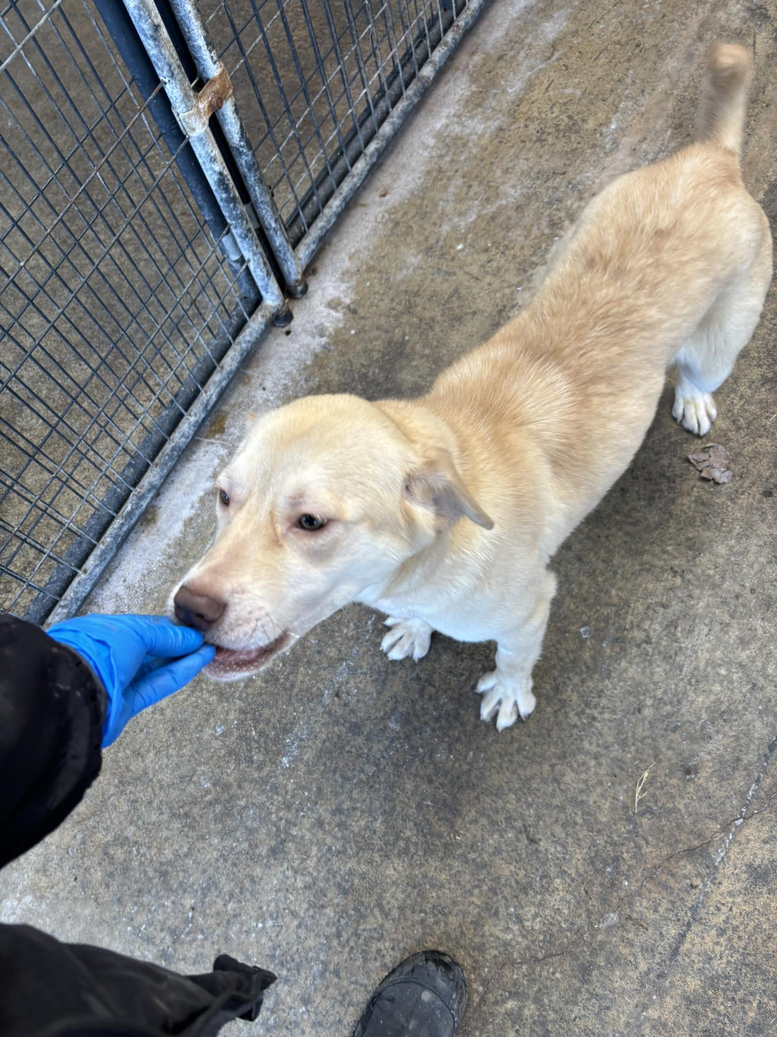 Enlarge Skye, a Adoptable Mixed Breed in Heuvelton, NY image 3/3