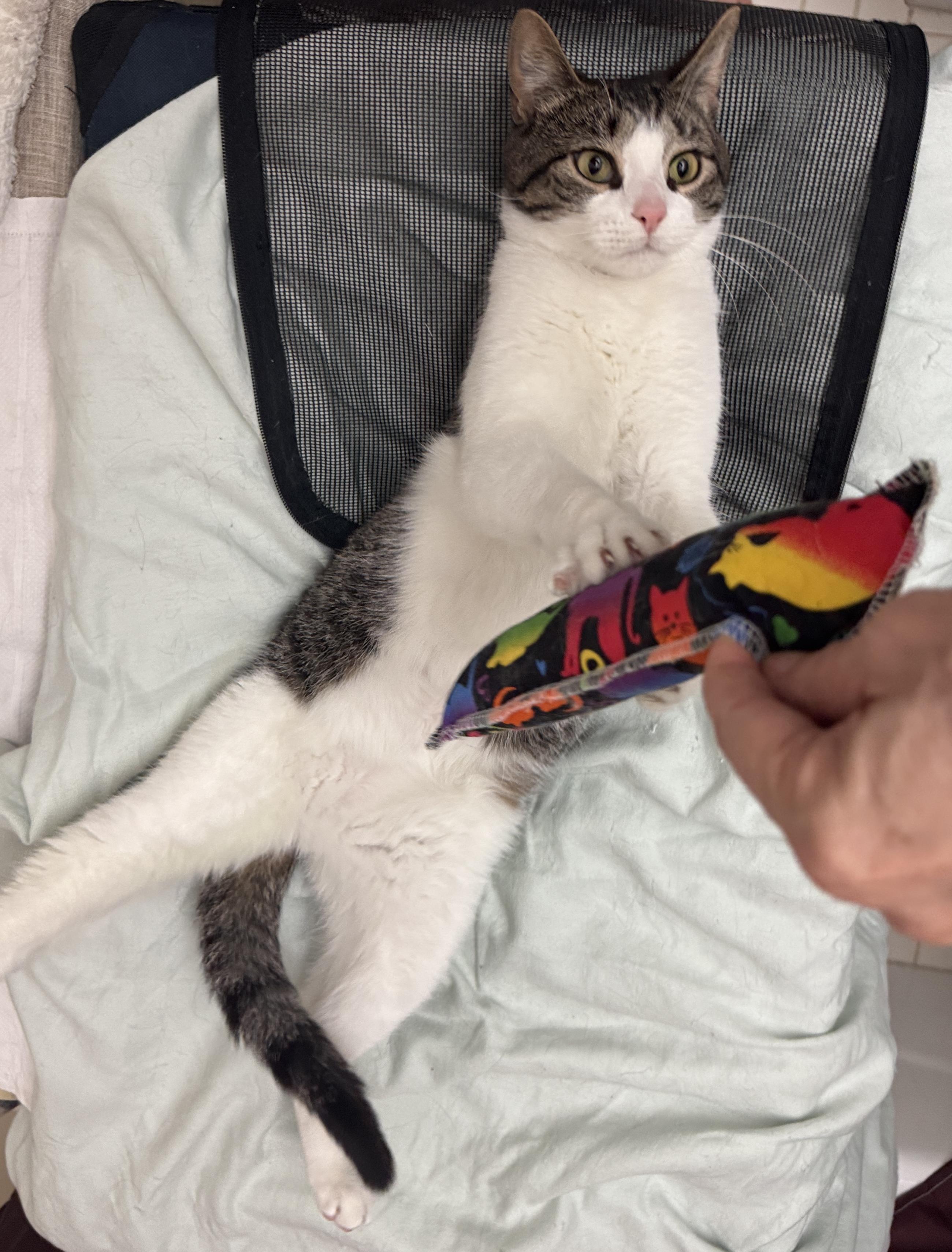 Enlarge Lily, an adopted mixed breed in New York, NY image 4/4