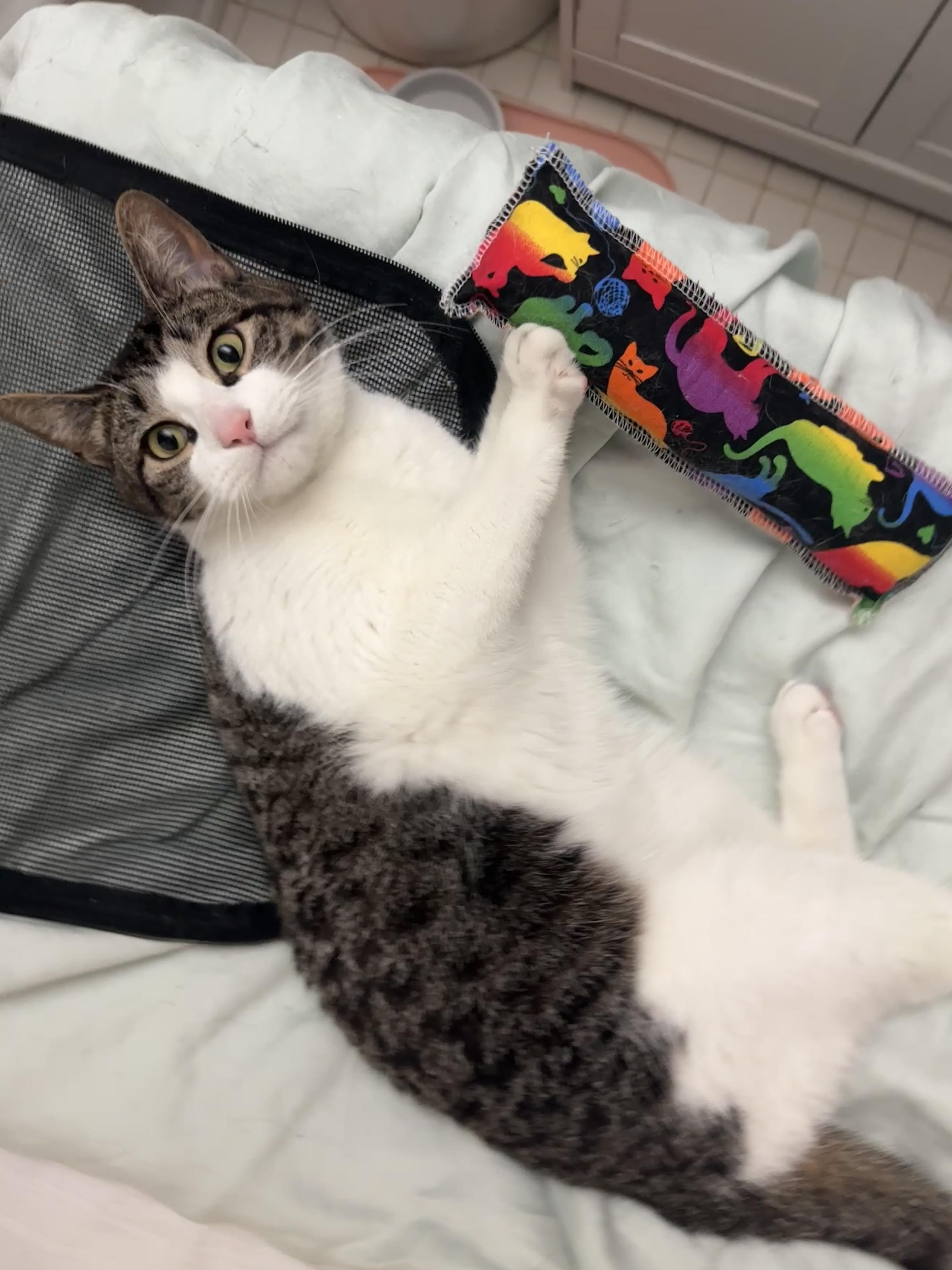 Enlarge Lily, an adopted mixed breed in New York, NY image 3/4