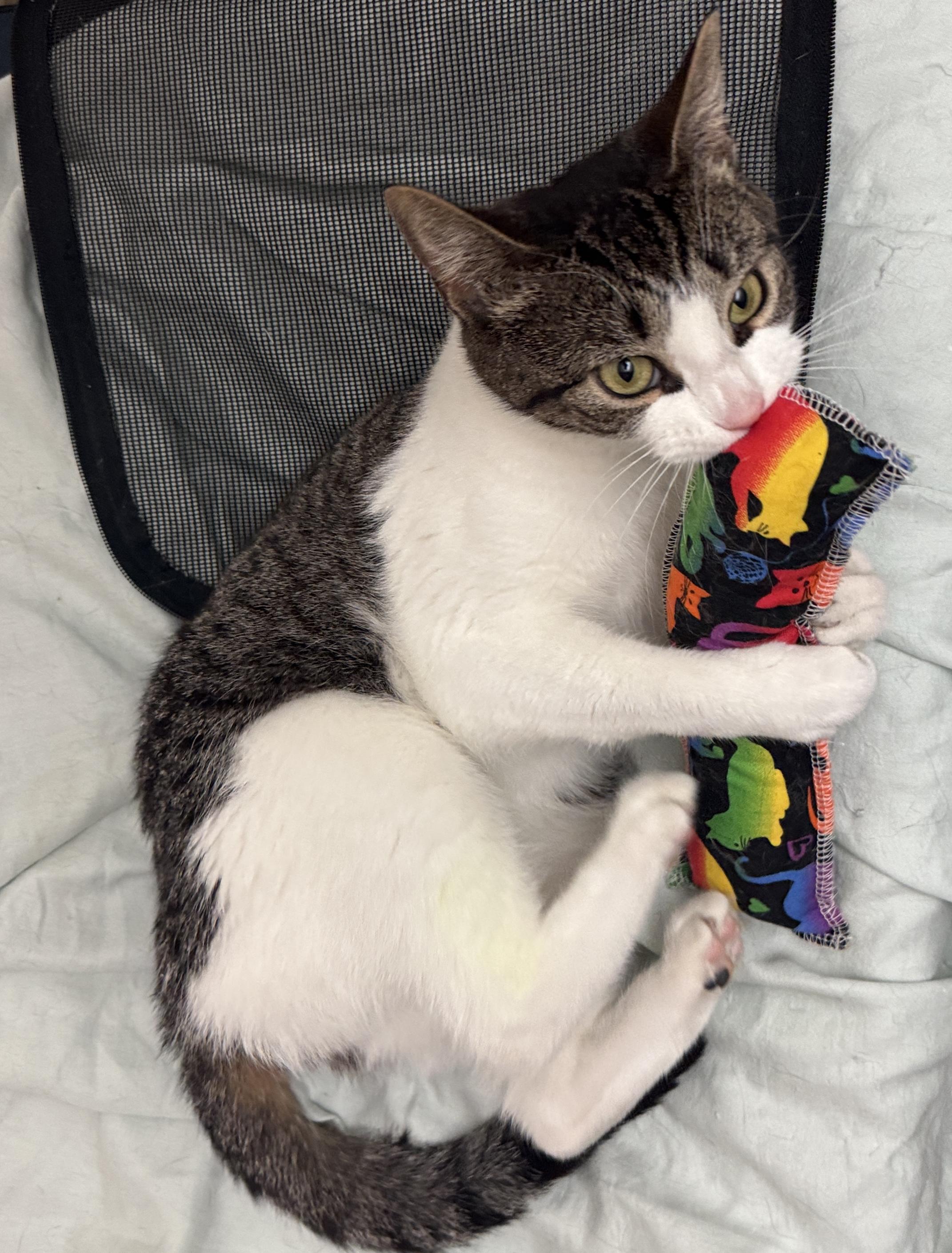 Lily, adopted, Young Female Domestic Short Hair.