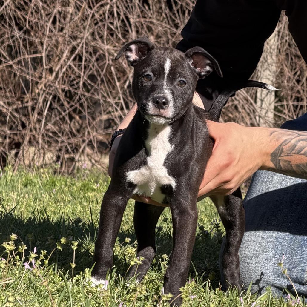 Athena, Adoptable, Young Female Mixed Breed & Australian Cattle Dog / Blue Heeler.