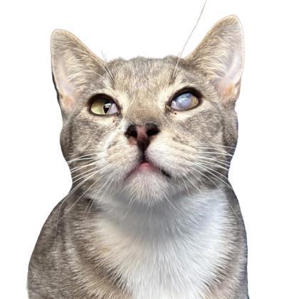 Meringue, Adoptable, Adult Female Domestic Short Hair & Domestic Short Hair.