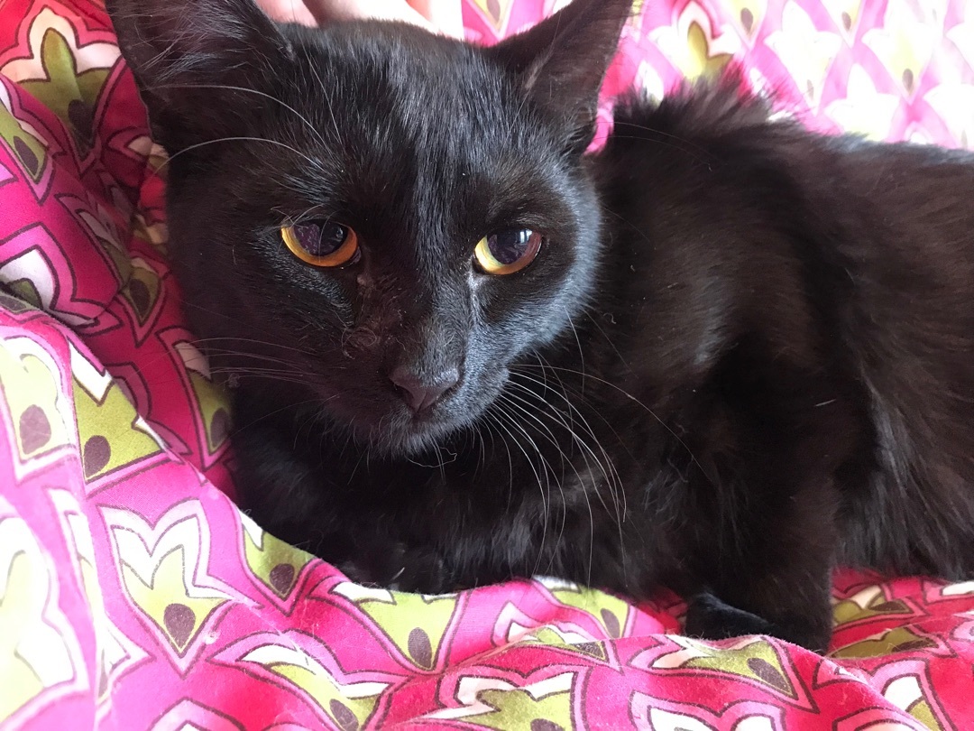 Muffin, Adoptable, Young Female Domestic Short Hair.
