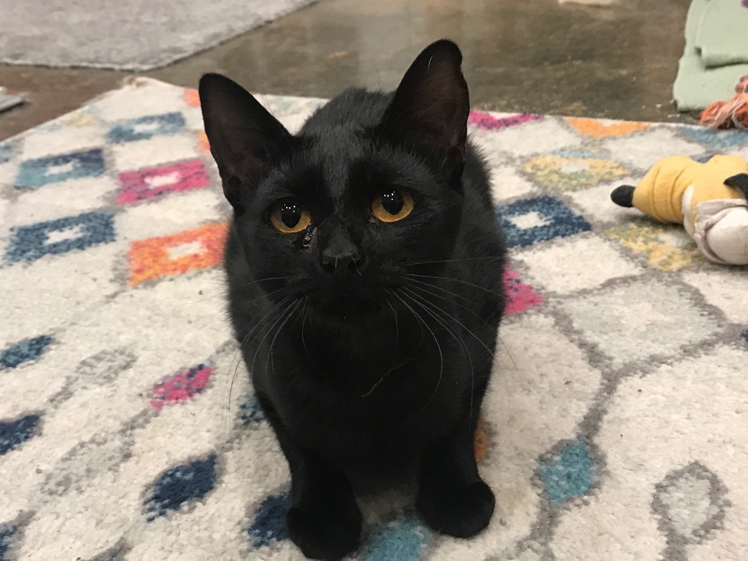 Muffin, a Adoptable Domestic Short Hair in Hopkinsville, KY image 2/3