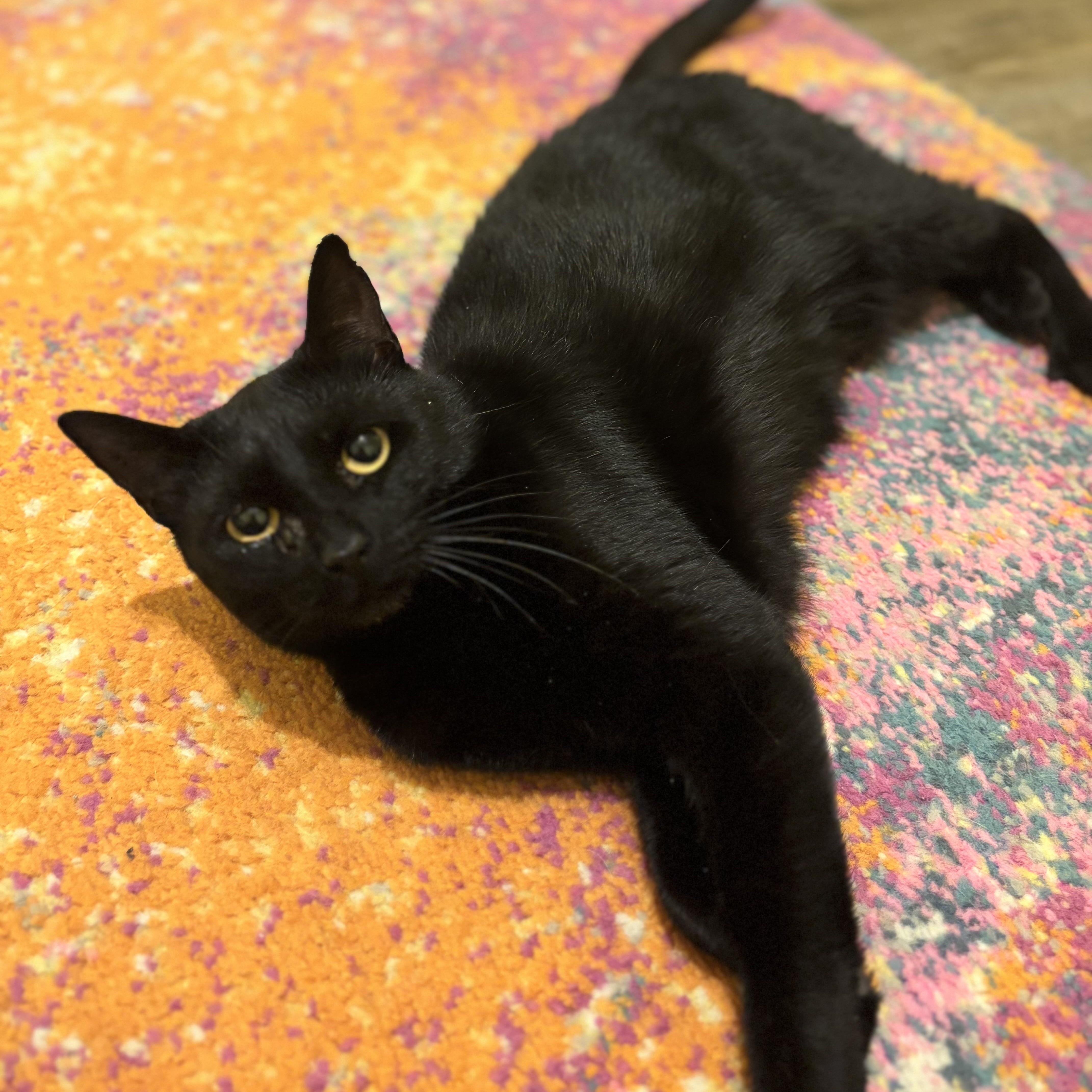 Enlarge Muffin, a Adoptable Domestic Short Hair in Hopkinsville, KY image 1/1
