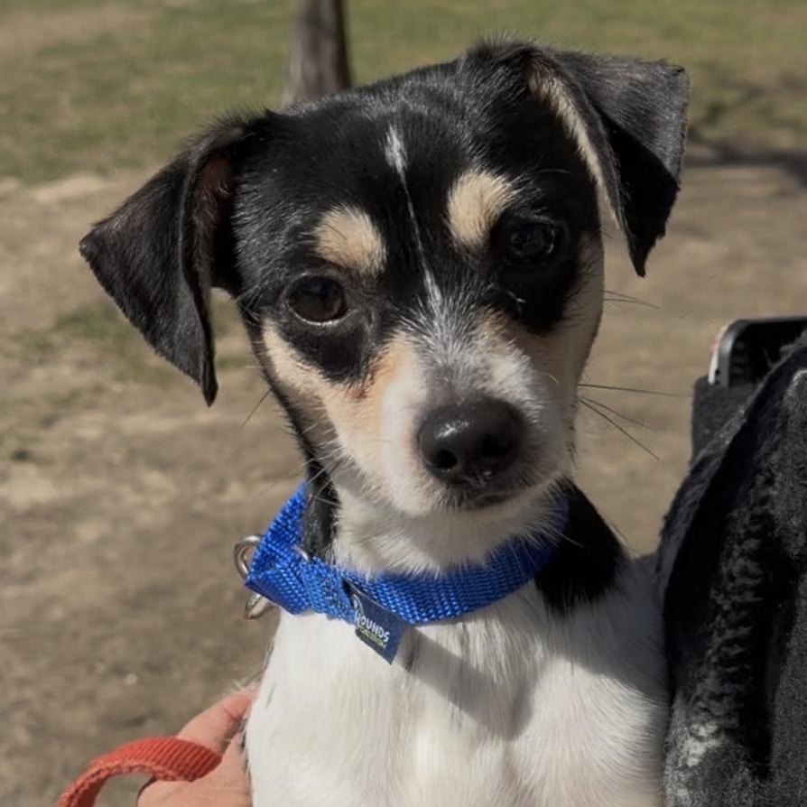 Enlarge Rocko, an adopted Mixed Breed in Wantagh, NY image 1/1
