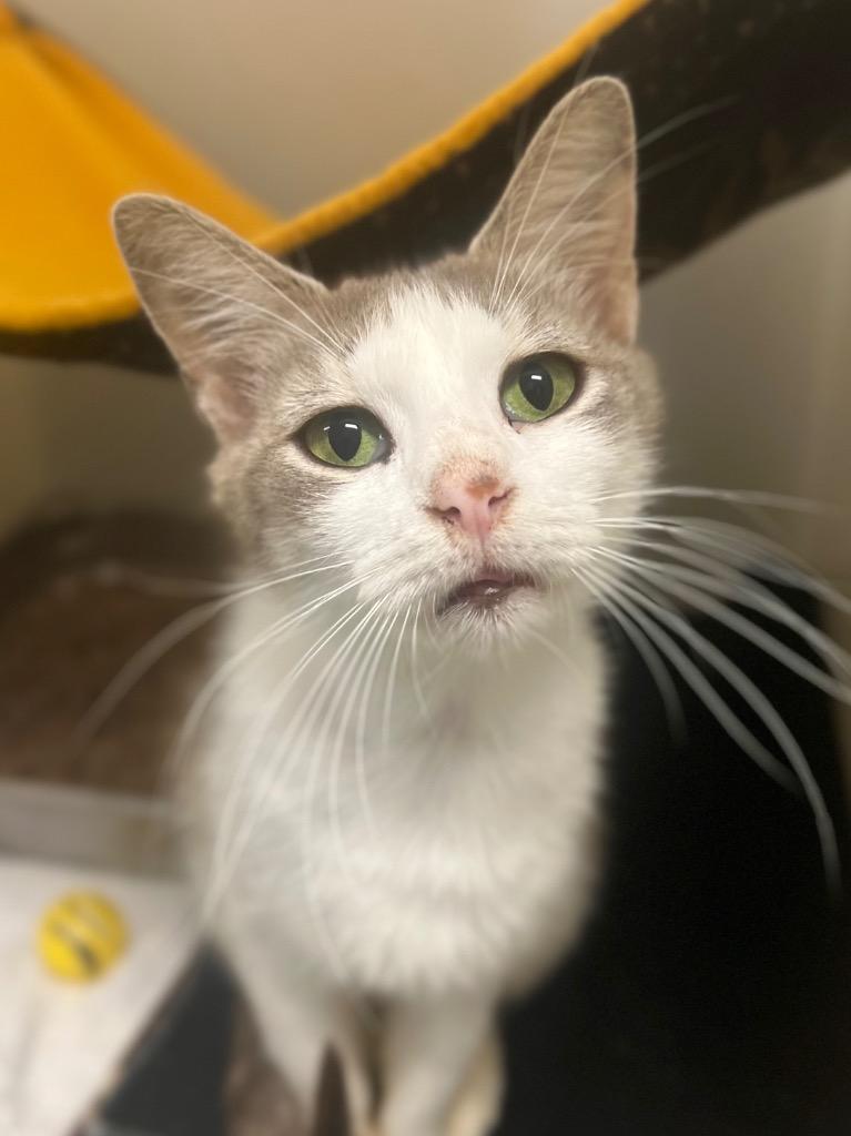 Tasha, Adoptable, Adult Female Domestic Short Hair.