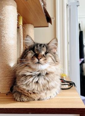 River, Adoptable, Adult Female Domestic Medium Hair & Tabby.