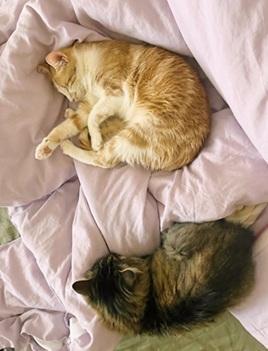 Enlarge River, a Adoptable mixed breed in San Francisco, CA image 3/6