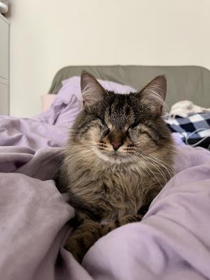 Enlarge River, a Adoptable mixed breed in San Francisco, CA image 4/6