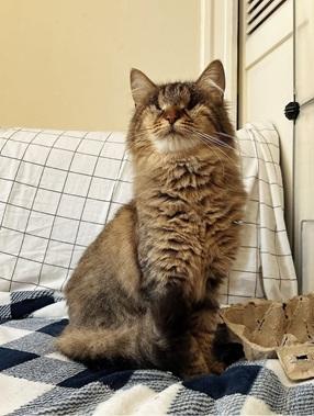 Enlarge River, a Adoptable mixed breed in San Francisco, CA image 5/6