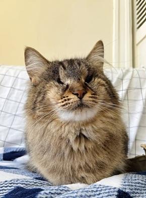 Enlarge River, a Adoptable mixed breed in San Francisco, CA image 6/6