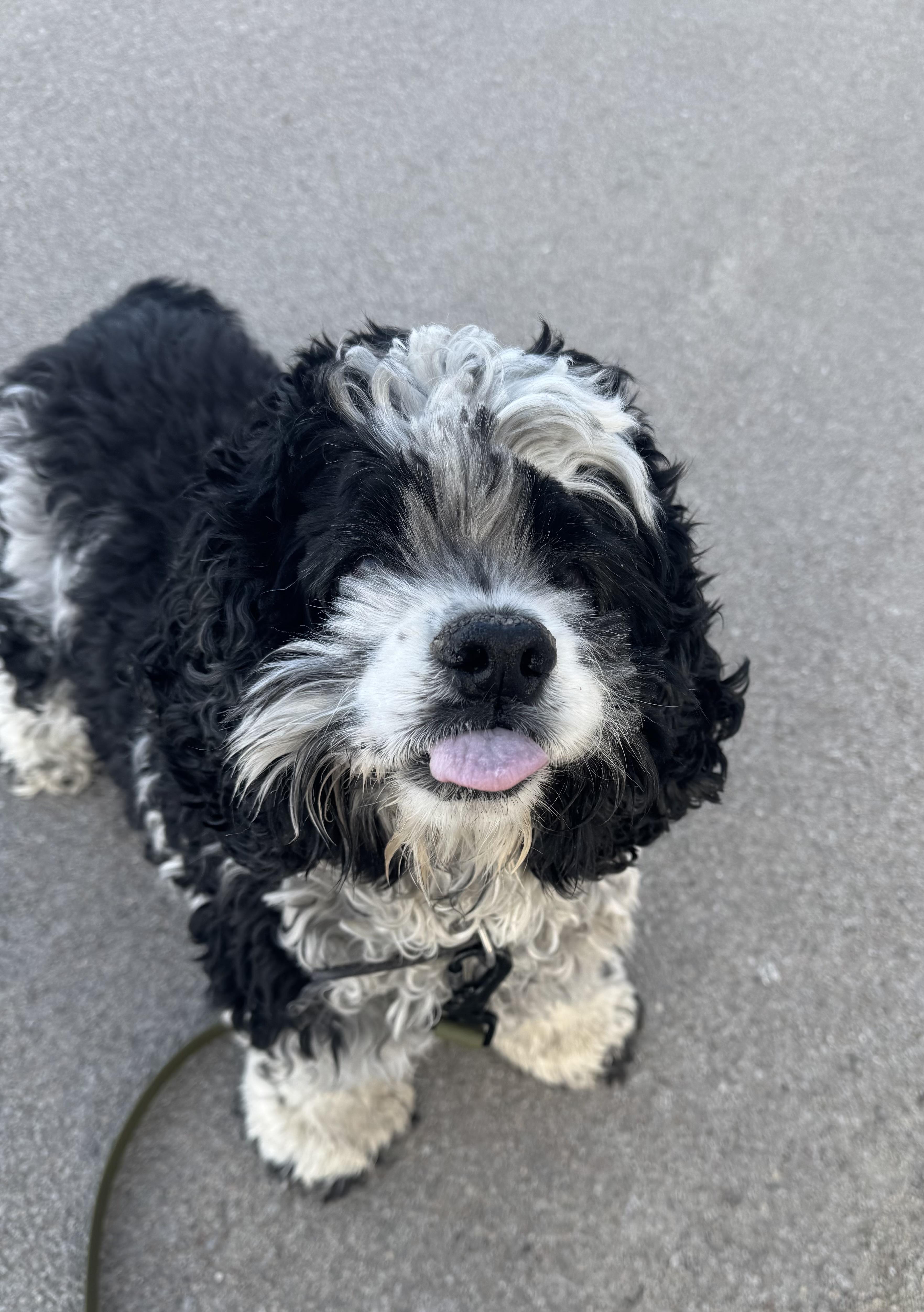 Enlarge Rudy, a ADOPTABLE Cocker Spaniel in Blair, NE image 2/3