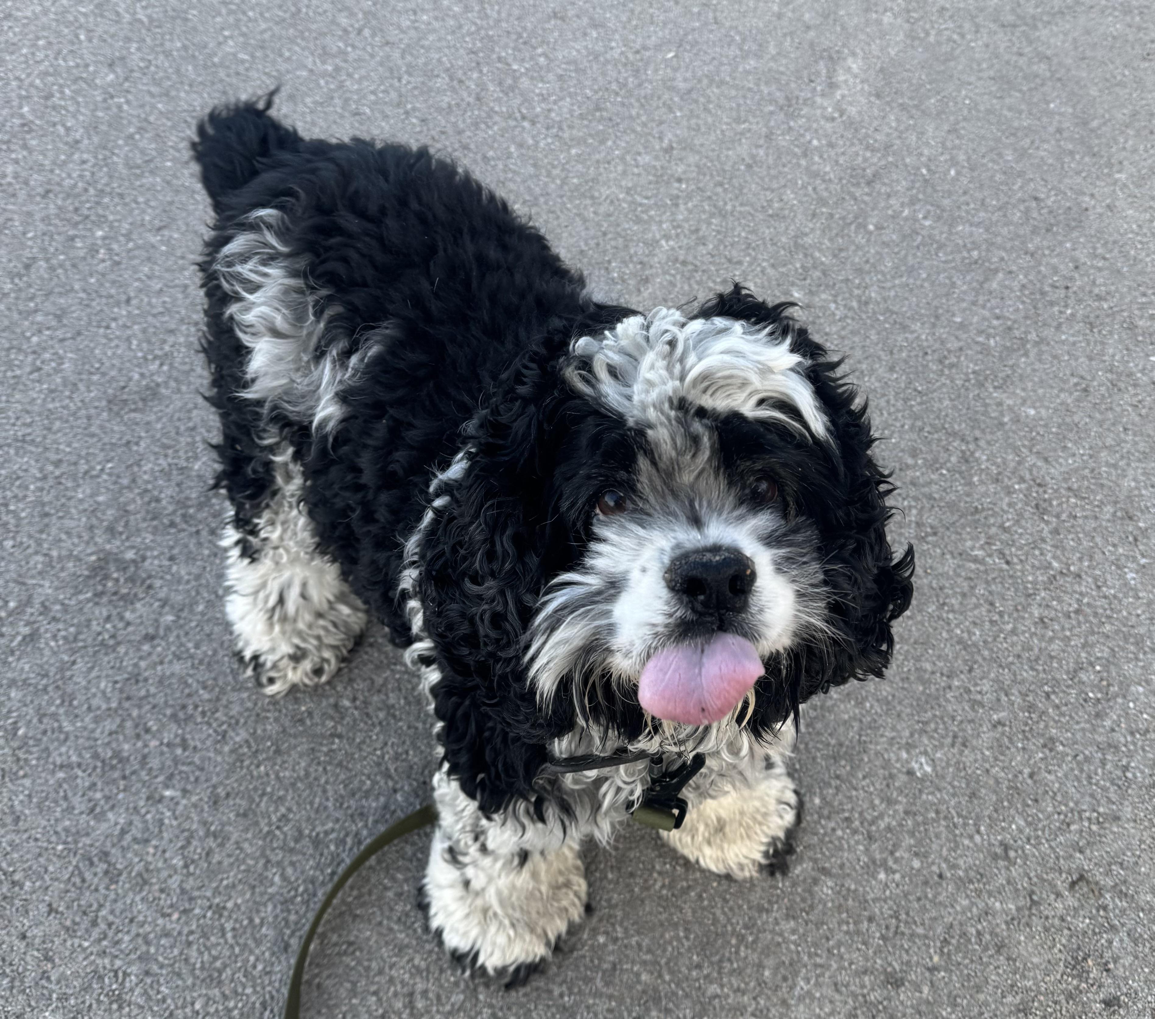 Enlarge Rudy, a ADOPTABLE Cocker Spaniel in Blair, NE image 1/3