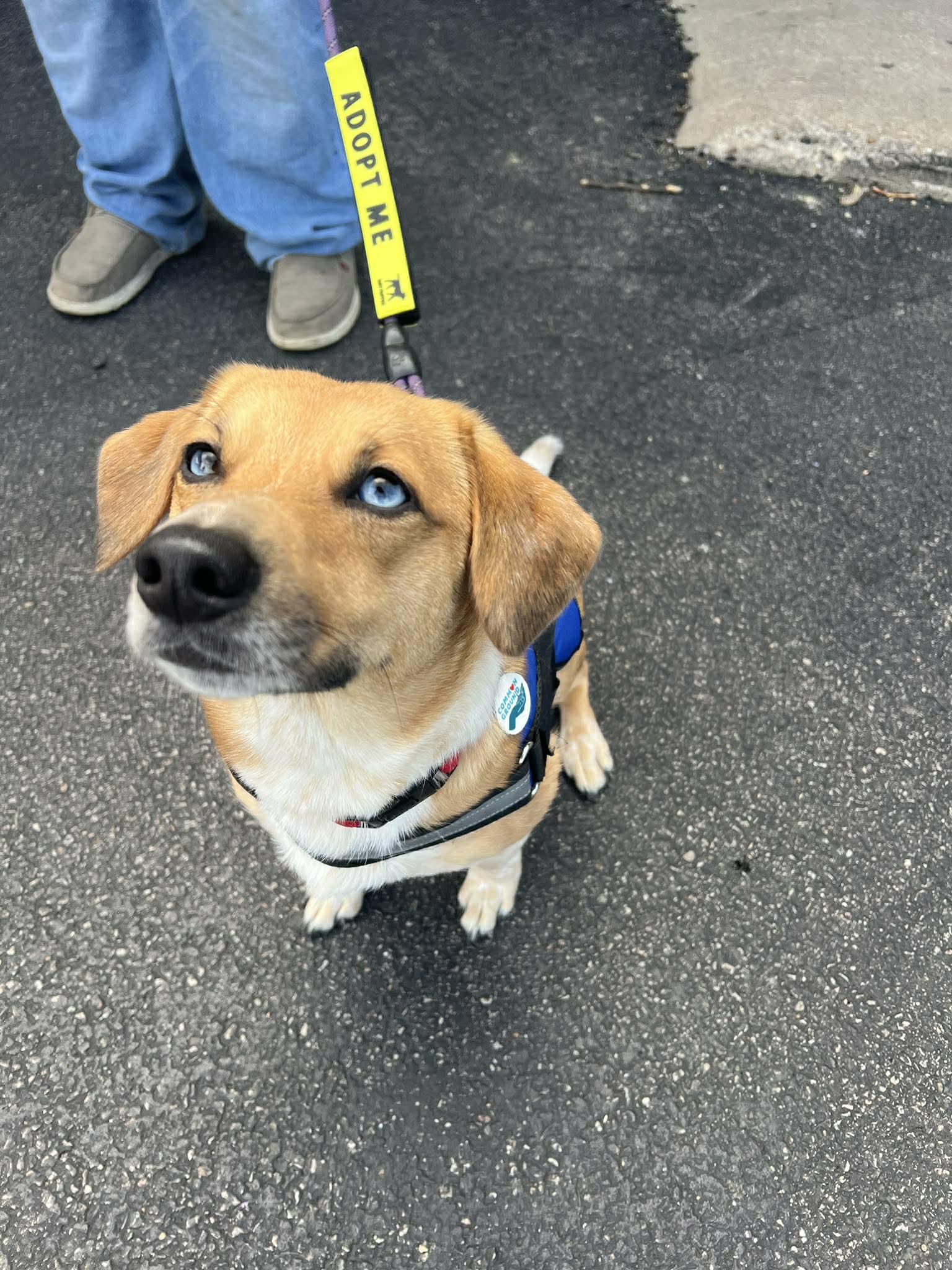 Enlarge Roo Bear, a ADOPTABLE mixed breed in Elgin, IL image 2/5