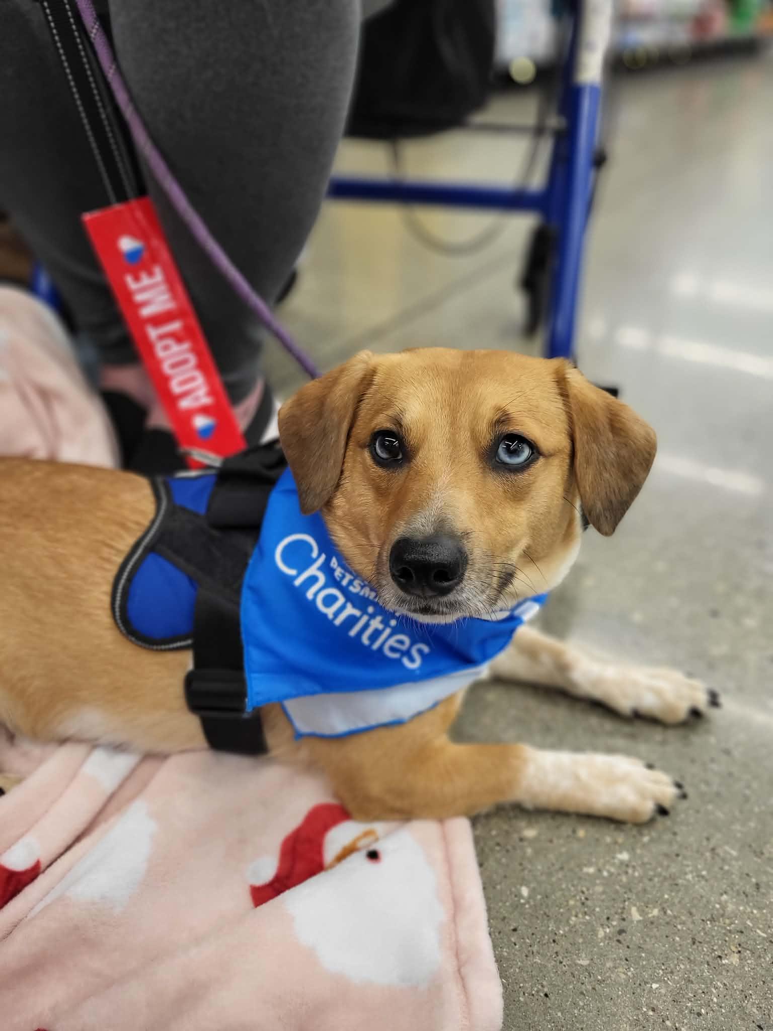 Enlarge Roo Bear, a ADOPTABLE mixed breed in Elgin, IL image 3/5