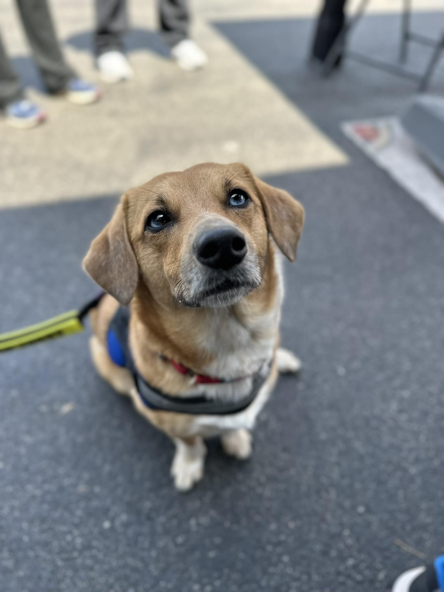 Roo Bear, ADOPTABLE, Adult Female Dachshund & Pomsky.