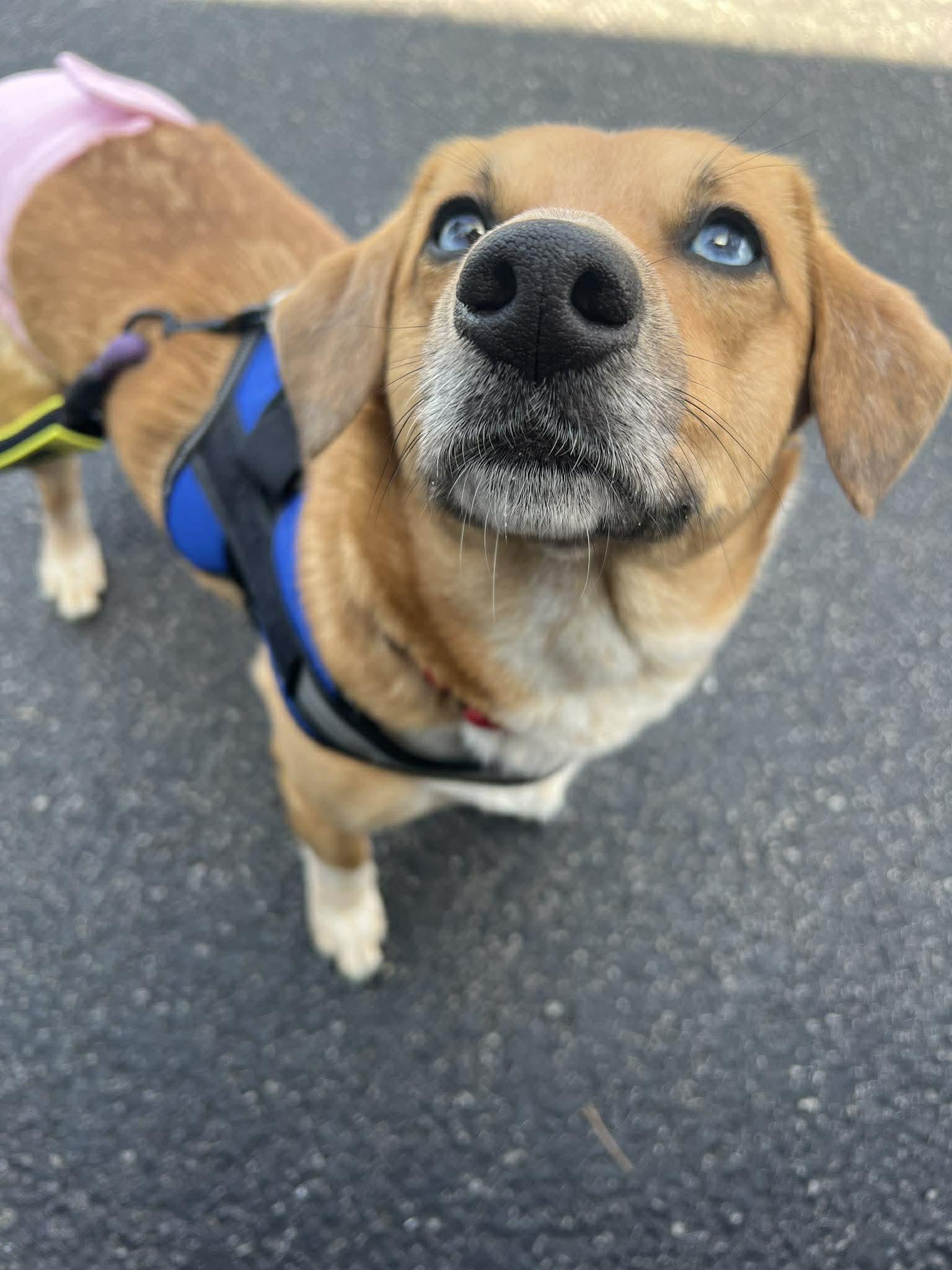 Enlarge Roo Bear, a ADOPTABLE mixed breed in Elgin, IL image 5/5
