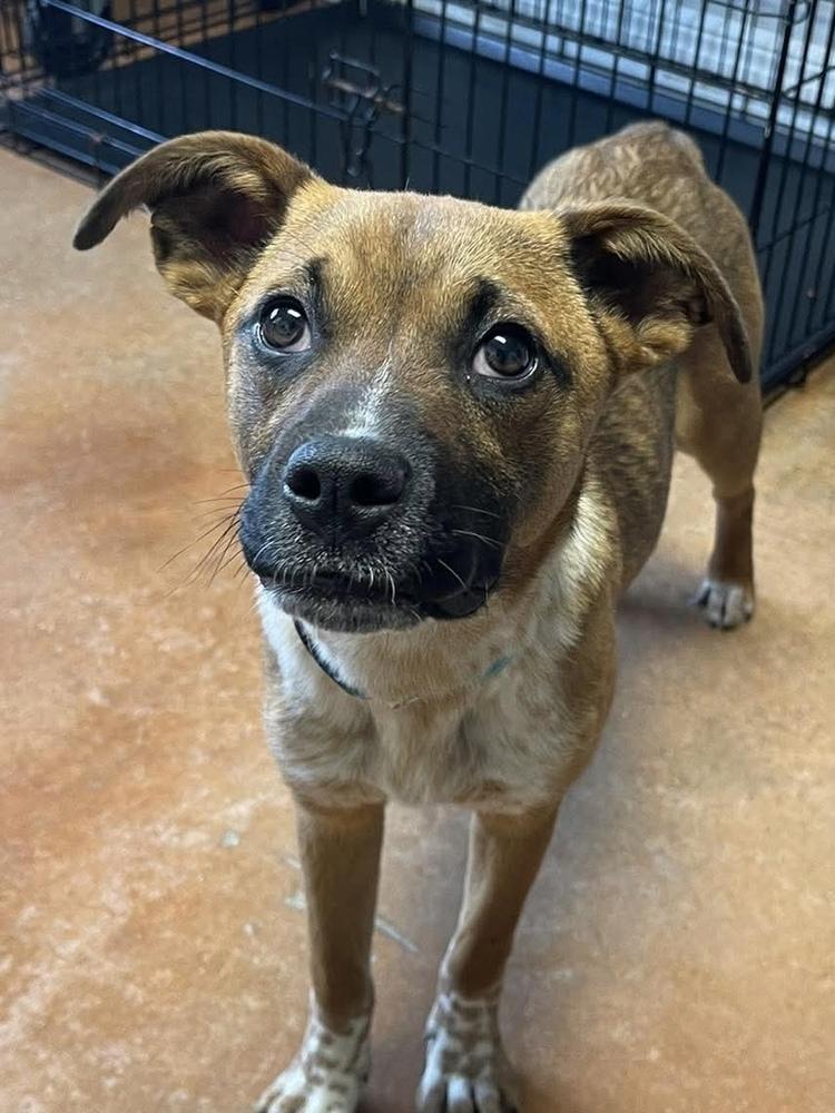 Ruby Doo, Adoptable, Young Female Boxer & Australian Cattle Dog / Blue Heeler.