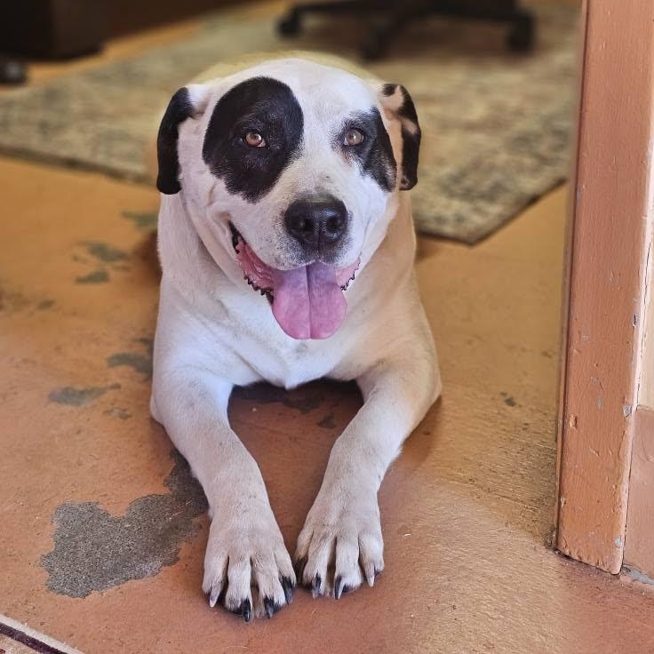 Enlarge Dottie, a ADOPTABLE mixed breed in Bridgeport, CA image 1/1