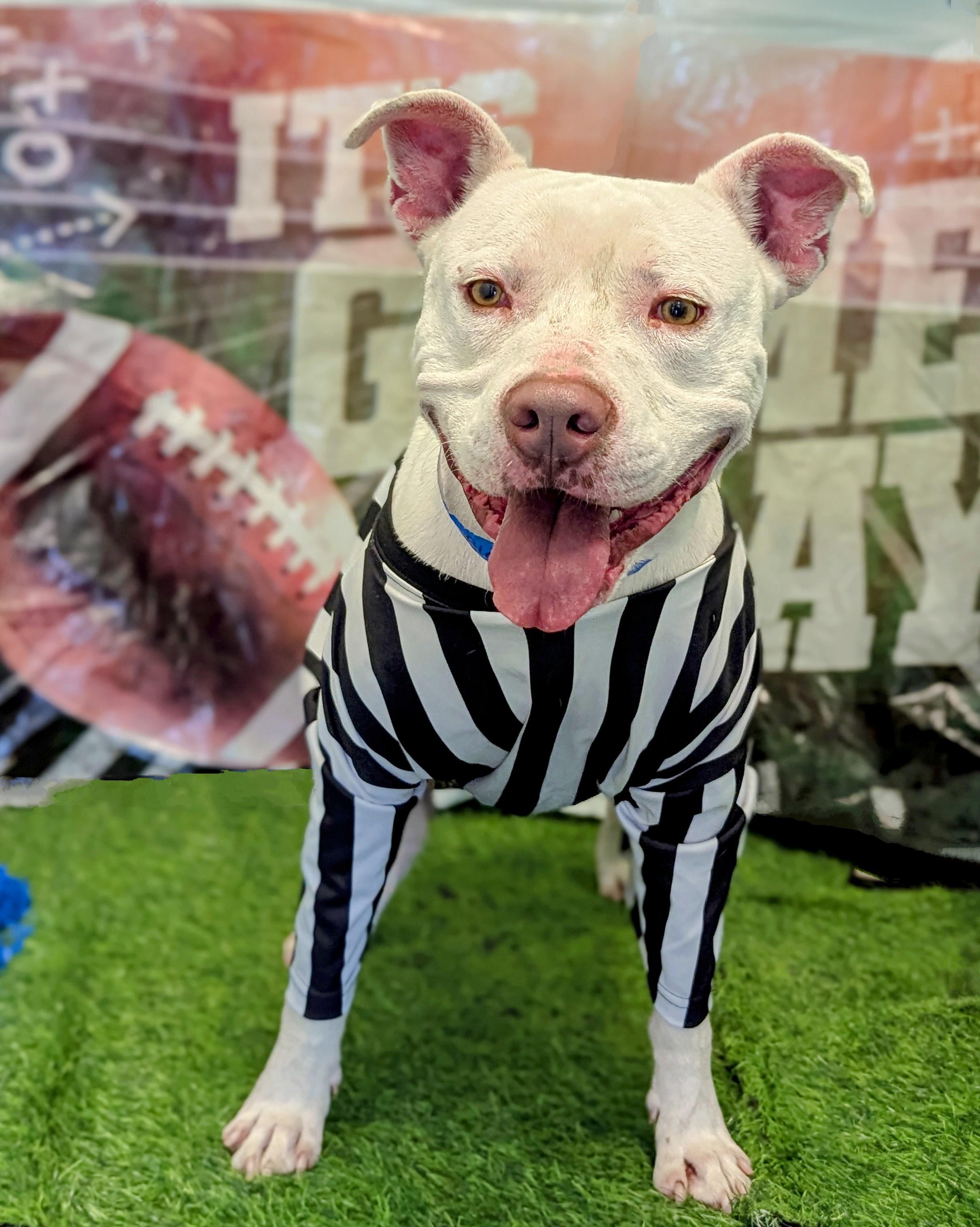 Enlarge BUNNY-I LOVE CARROTS, a Adoptable Pit Bull Terrier in Dallas, TX image 5/6