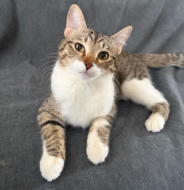 Enlarge Squirrel , an adopted American Shorthair in Philadelphia, PA image 1/5