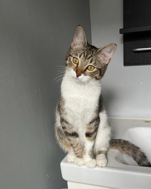 Enlarge Squirrel , an adopted American Shorthair in Philadelphia, PA image 4/5