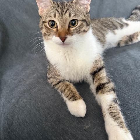 Enlarge Squirrel , an adopted American Shorthair in Philadelphia, PA image 3/5