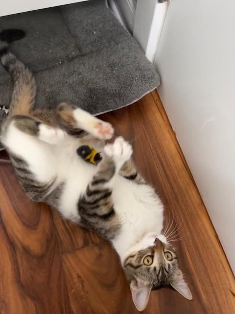 Enlarge Squirrel , an adopted American Shorthair in Philadelphia, PA image 2/5