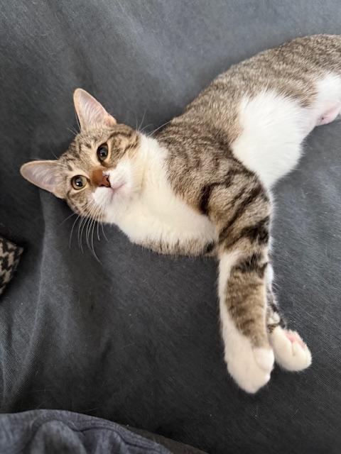 Enlarge Squirrel , an adopted American Shorthair in Philadelphia, PA image 5/5