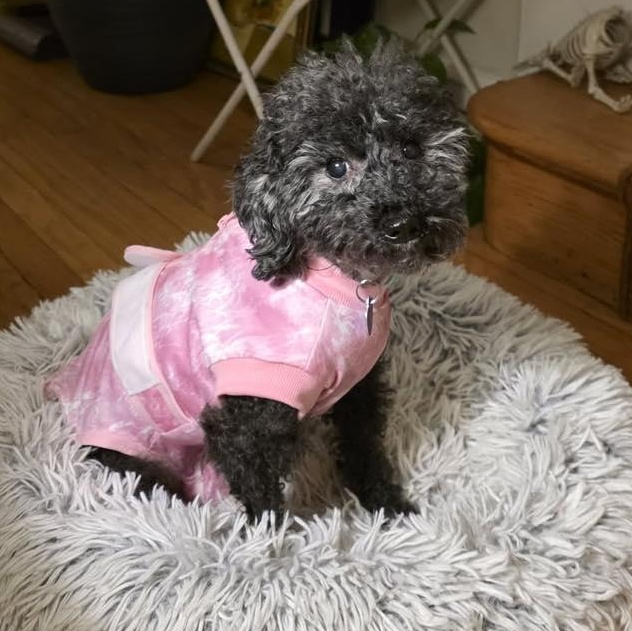 Stormy, an adopted Miniature Poodle in Rockville, MD image 3/6