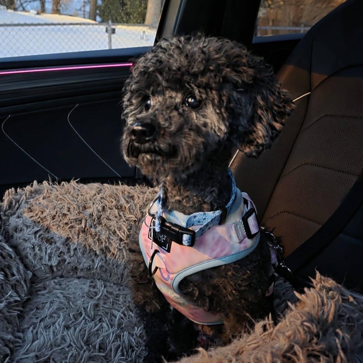 Stormy, an adopted Miniature Poodle in Rockville, MD image 5/6