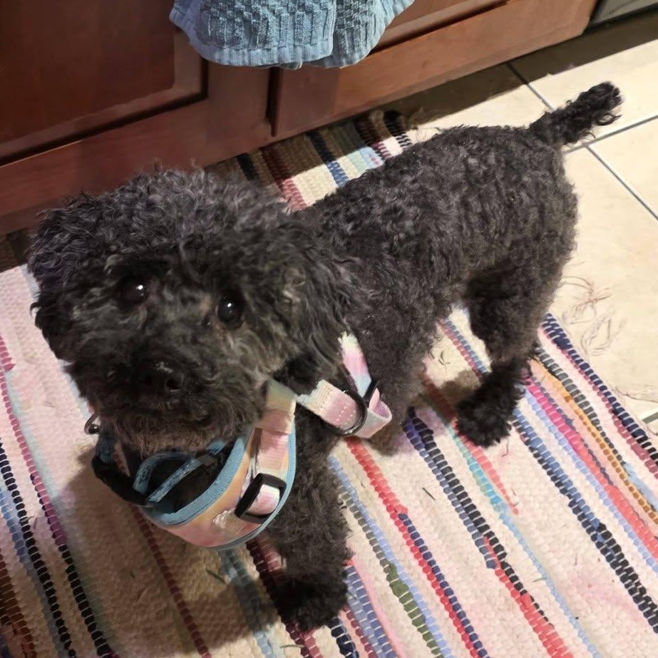 Stormy, an adopted Miniature Poodle in Rockville, MD image 4/6