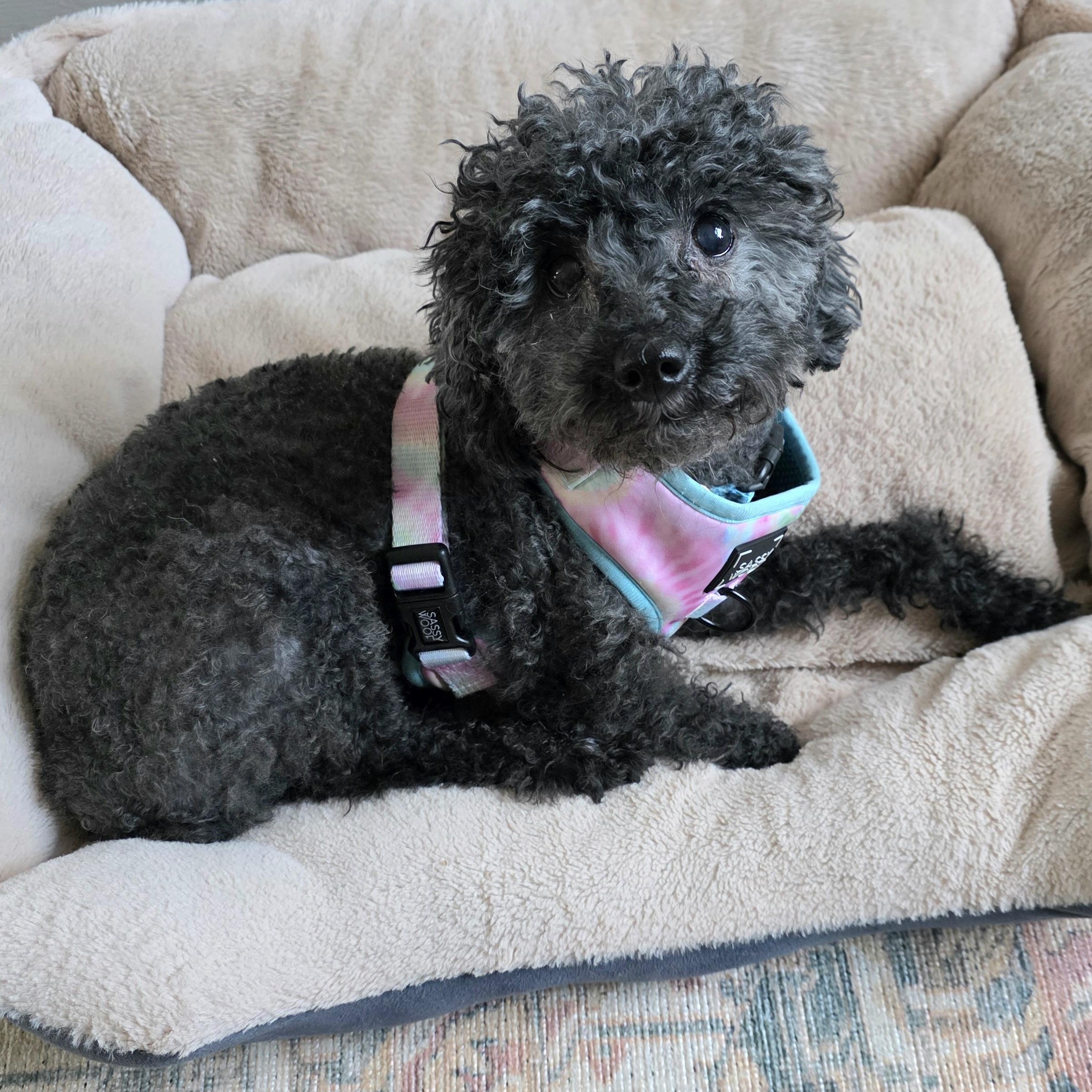 Stormy, an adopted Miniature Poodle in Rockville, MD image 2/6