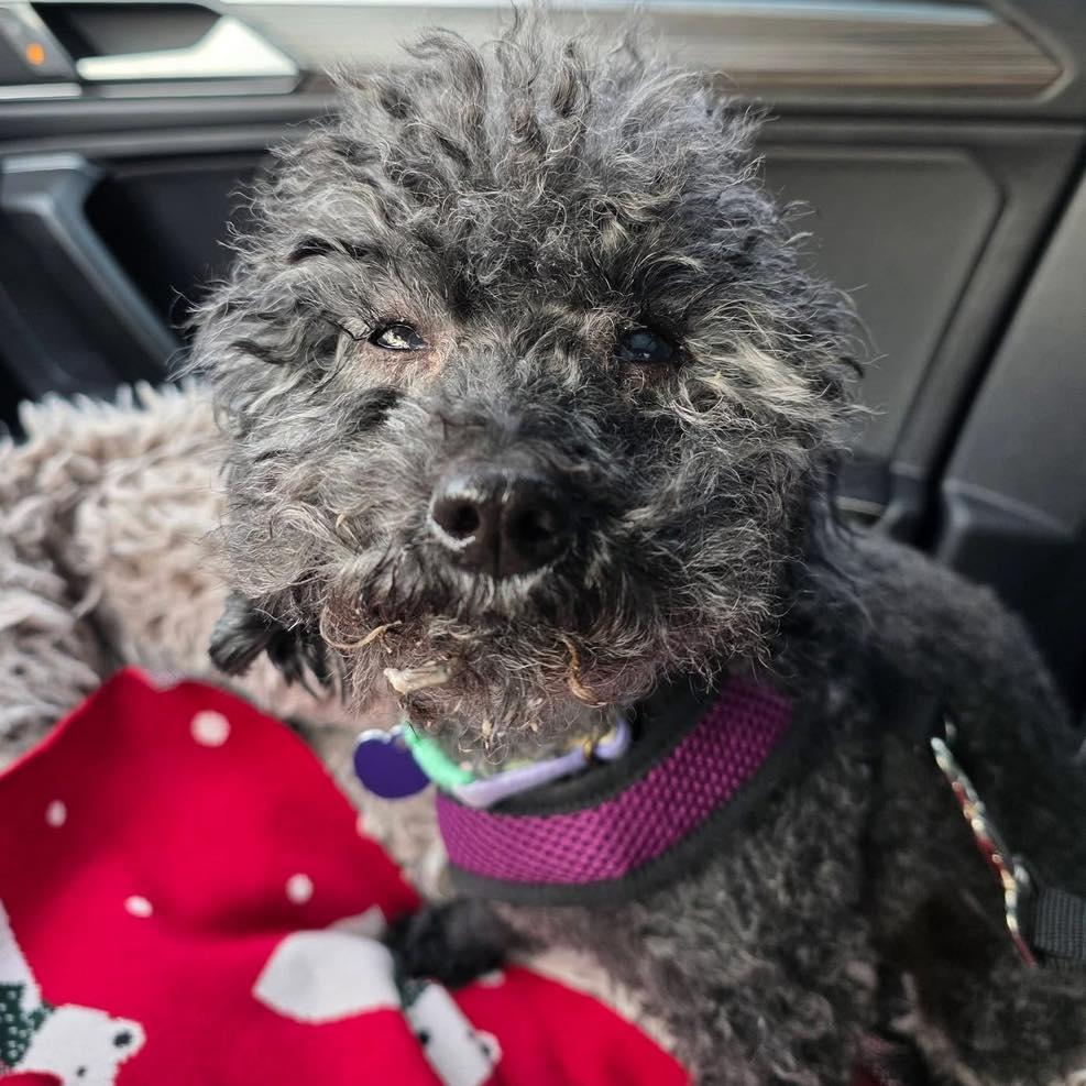 Stormy, an adopted Miniature Poodle in Rockville, MD image 6/6