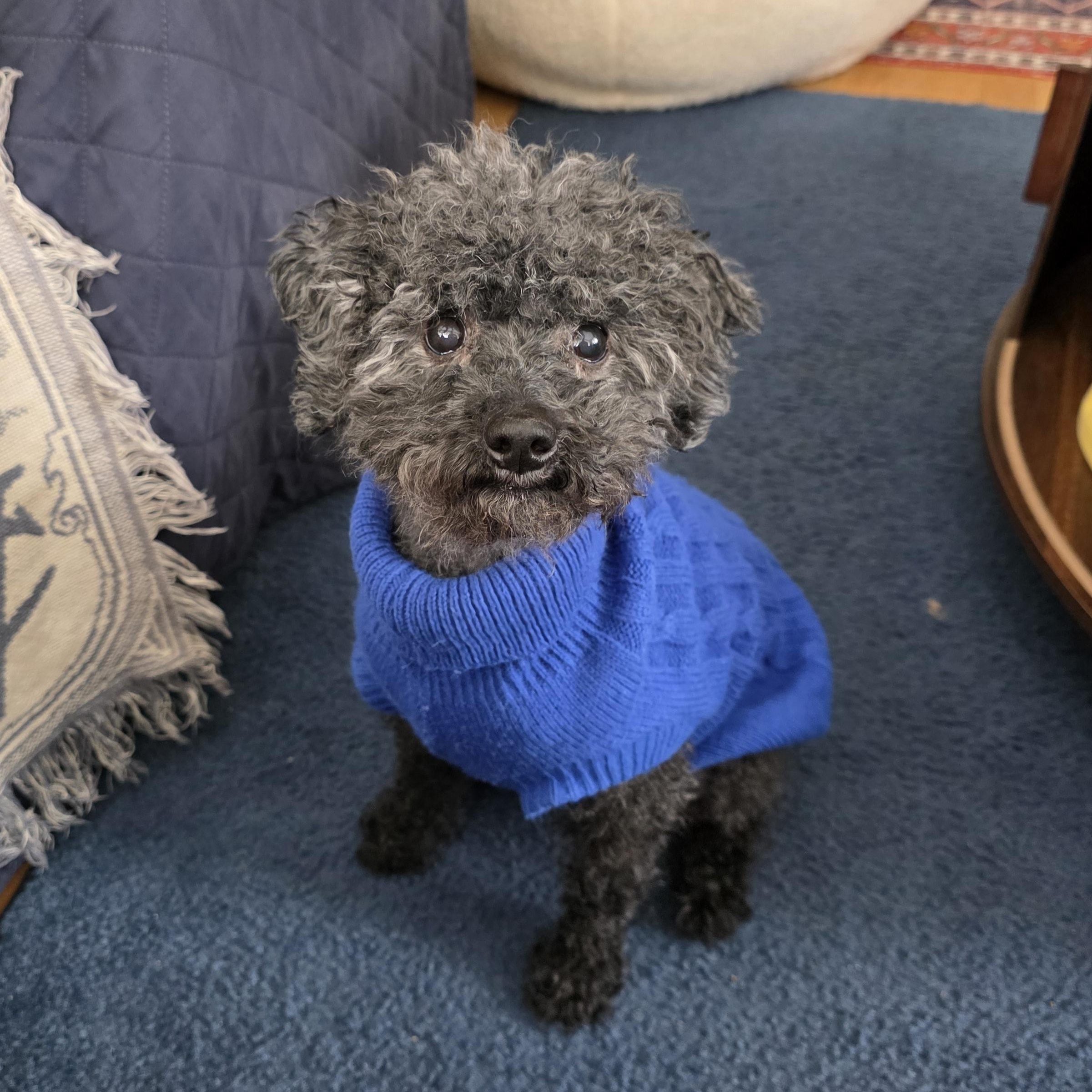 Stormy, adopted, Adult Female Miniature Poodle.