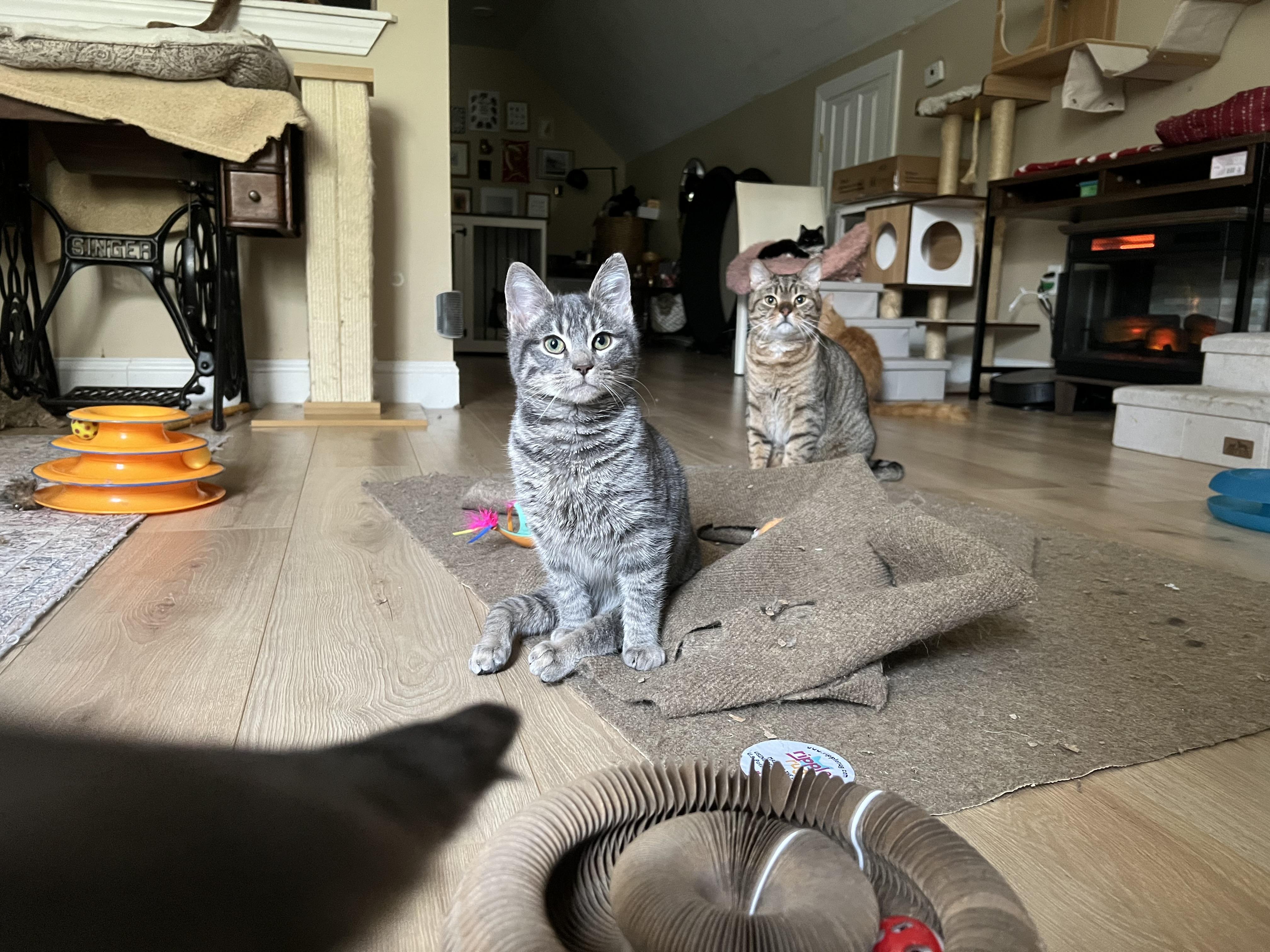 Enlarge Twinkle Twinkle, a Adoptable Domestic Short Hair in Brentwood, NH image 4/4