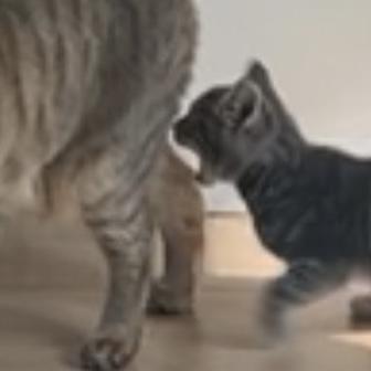 Enlarge Twinkle Twinkle, a Adoptable Domestic Short Hair in Brentwood, NH image 2/4