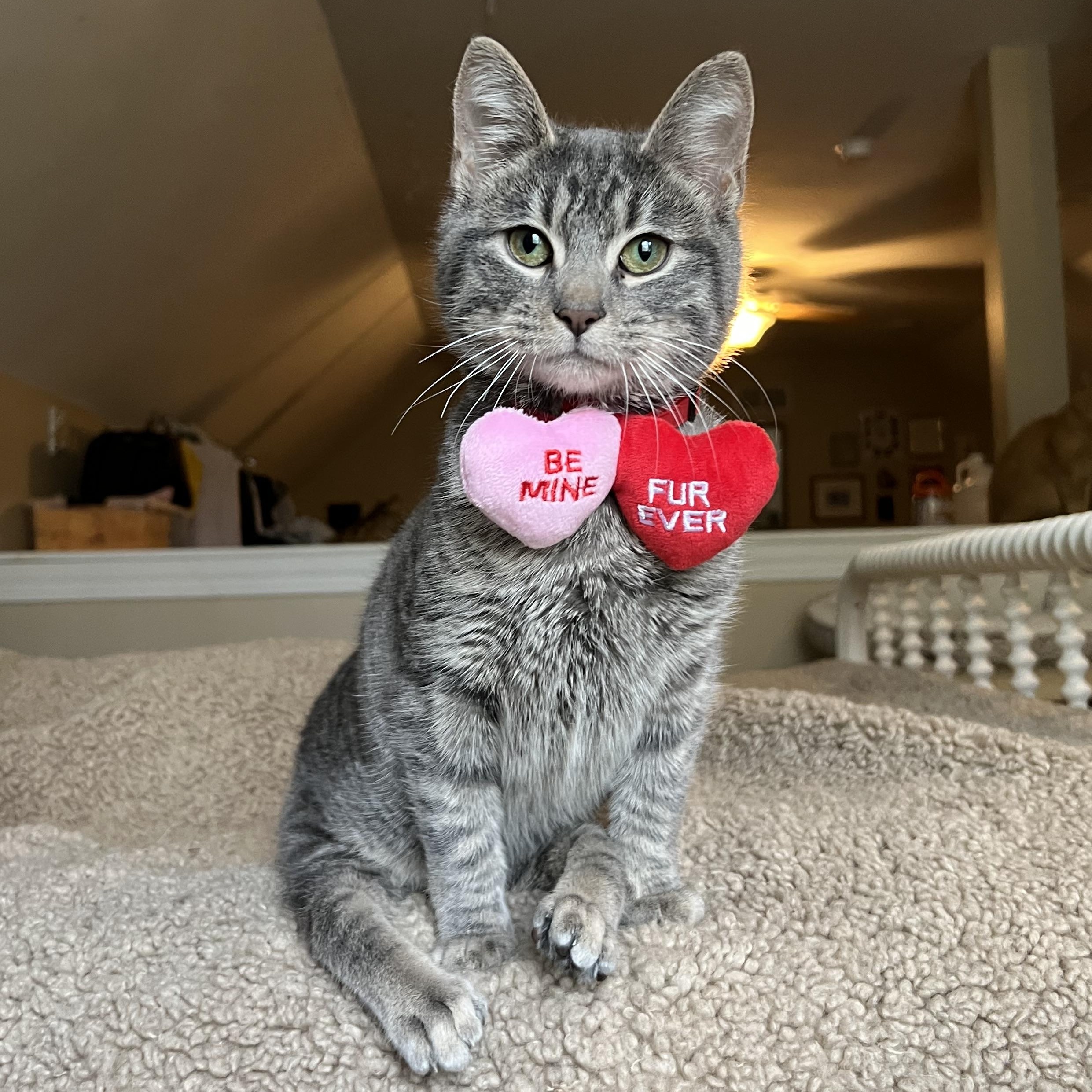Enlarge Twinkle Twinkle, a Adoptable Domestic Short Hair in Brentwood, NH image 1/4