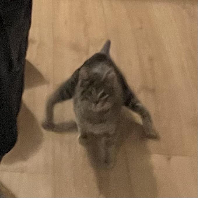 Enlarge Twinkle Twinkle, a Adoptable Domestic Short Hair in Brentwood, NH image 3/4