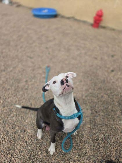 Luna, ADOPTABLE, Adult Female Pit Bull Terrier.