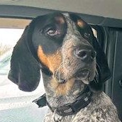 Enlarge Neyland (TN), an adopted Bluetick Coonhound in Knoxville, TN image 1/5