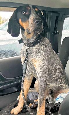 Enlarge Neyland (TN), an adopted Bluetick Coonhound in Knoxville, TN image 5/5