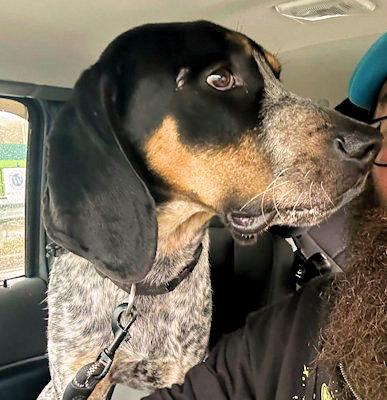 Enlarge Neyland (TN), an adopted Bluetick Coonhound in Knoxville, TN image 3/5