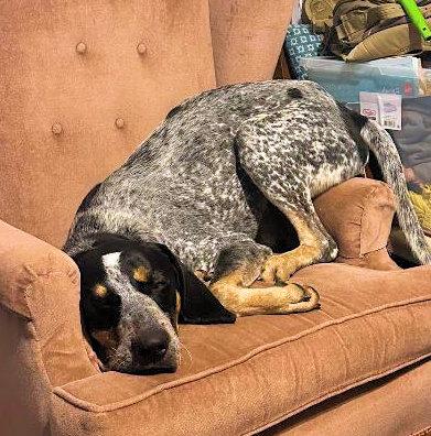 Enlarge Neyland (TN), an adopted Bluetick Coonhound in Knoxville, TN image 2/5