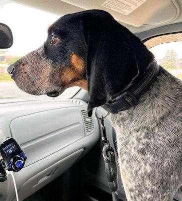 Enlarge Neyland (TN), an adopted Bluetick Coonhound in Knoxville, TN image 4/5
