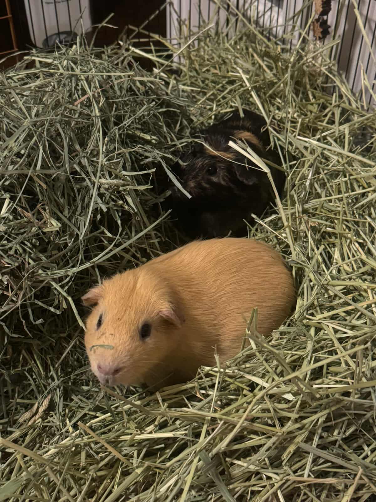 Enlarge Butcher + Hughie bonded pair, a Adoptable Guinea Pig in Sauk Village, IL image 2/4