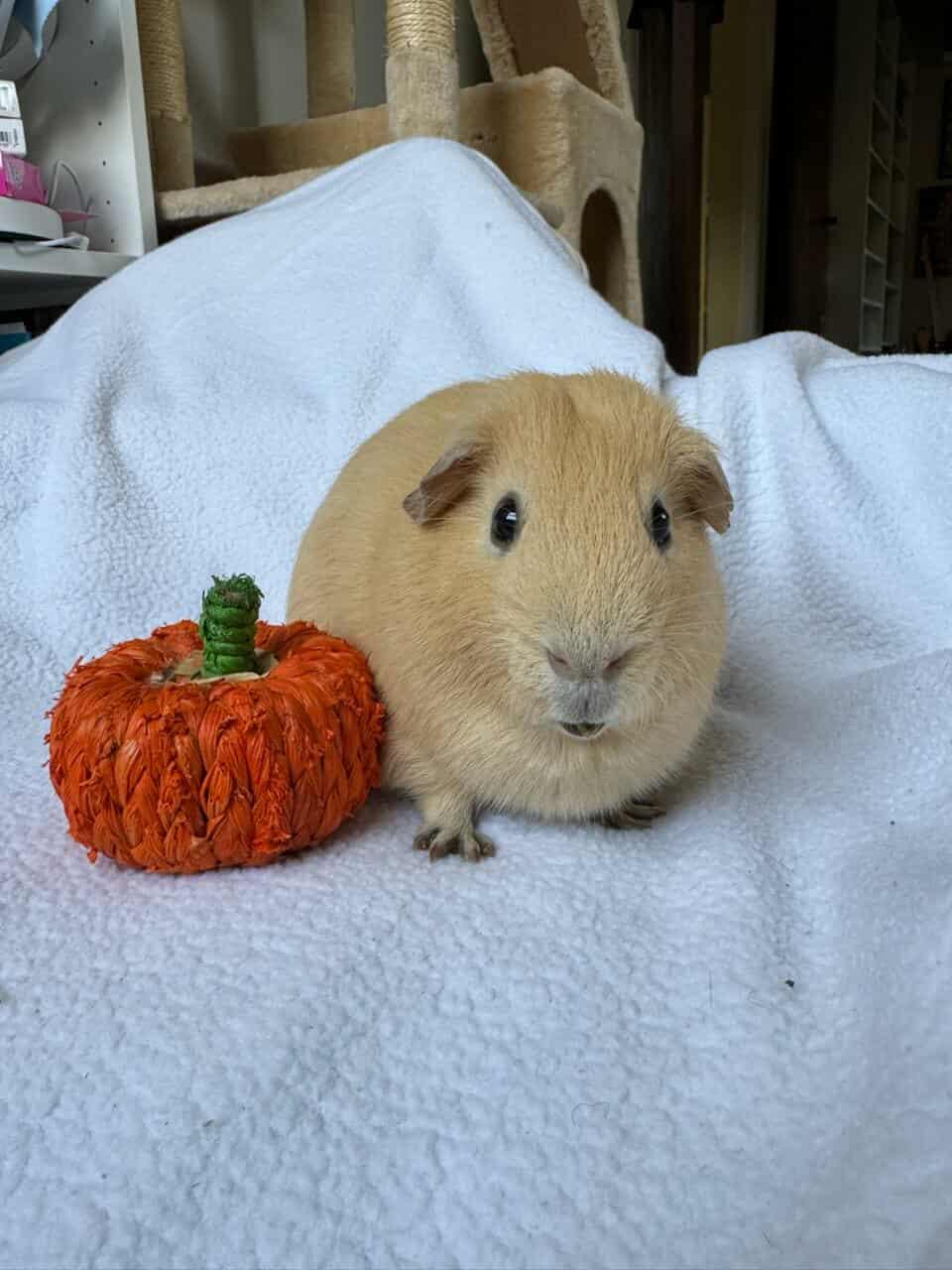 Enlarge Butcher + Hughie bonded pair, a Adoptable Guinea Pig in Sauk Village, IL image 3/4
