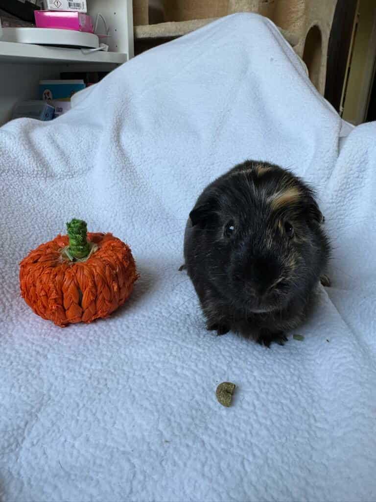 Enlarge Butcher + Hughie bonded pair, a Adoptable Guinea Pig in Sauk Village, IL image 4/4